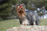 YORKSHIRE TERRIER 379